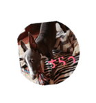 我が家の愛犬カイト（個別スタンプ：4）