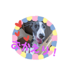 我が家の愛犬カイト（個別スタンプ：6）