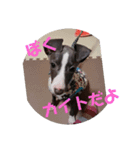 我が家の愛犬カイト（個別スタンプ：7）