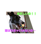 我が家の愛犬カイト（個別スタンプ：8）