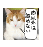 猫とお肉をお食事（個別スタンプ：1）