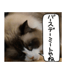 猫とお肉をお食事（個別スタンプ：5）