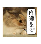 猫とお肉をお食事（個別スタンプ：10）