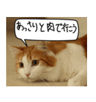 猫とお肉をお食事（個別スタンプ：11）