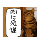 猫とお肉をお食事（個別スタンプ：15）