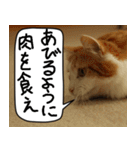 猫とお肉をお食事（個別スタンプ：20）