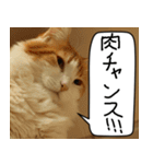 猫とお肉をお食事（個別スタンプ：24）