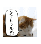 猫とお肉をお食事（個別スタンプ：27）