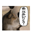 猫とお肉をお食事（個別スタンプ：37）