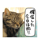 猫とお肉をお食事（個別スタンプ：38）