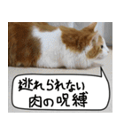 猫とお肉をお食事（個別スタンプ：39）