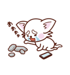 スマホ依存症のチワワ（個別スタンプ：20）