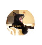 黒猫の空がご挨拶（個別スタンプ：1）