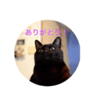 黒猫の空がご挨拶（個別スタンプ：3）