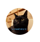 黒猫の空がご挨拶（個別スタンプ：4）