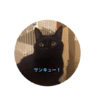 黒猫の空がご挨拶（個別スタンプ：5）