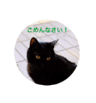 黒猫の空がご挨拶（個別スタンプ：6）