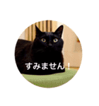 黒猫の空がご挨拶（個別スタンプ：7）