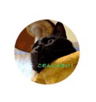 黒猫の空がご挨拶（個別スタンプ：8）