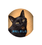 黒猫の空がご挨拶（個別スタンプ：11）