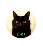 黒猫の空がご挨拶（個別スタンプ：12）