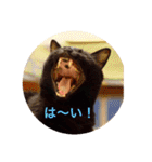 黒猫の空がご挨拶（個別スタンプ：13）
