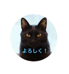 黒猫の空がご挨拶（個別スタンプ：14）