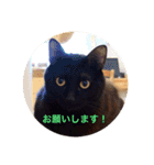 黒猫の空がご挨拶（個別スタンプ：15）
