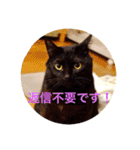 黒猫の空がご挨拶（個別スタンプ：16）