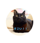 黒猫の空がご挨拶（個別スタンプ：19）