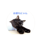 黒猫の空がご挨拶（個別スタンプ：21）