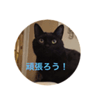 黒猫の空がご挨拶（個別スタンプ：25）