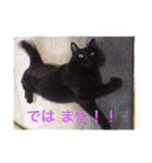 黒猫の空がご挨拶（個別スタンプ：28）