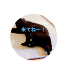黒猫の空がご挨拶（個別スタンプ：29）