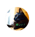 黒猫の空がご挨拶（個別スタンプ：30）
