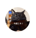 黒猫の空がご挨拶（個別スタンプ：31）