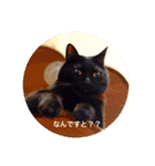 黒猫の空がご挨拶（個別スタンプ：33）