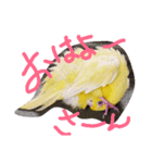 サザナインコのぴっぴ（個別スタンプ：1）