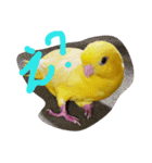 サザナインコのぴっぴ（個別スタンプ：2）