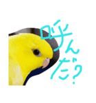 サザナインコのぴっぴ（個別スタンプ：3）