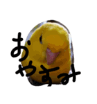 サザナインコのぴっぴ（個別スタンプ：5）