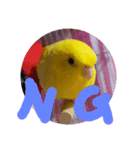 サザナインコのぴっぴ（個別スタンプ：6）