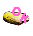 サザナインコのぴっぴ（個別スタンプ：7）