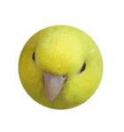 サザナインコのぴっぴ（個別スタンプ：8）