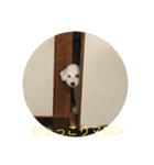 トイプードル・マロンちゃん（個別スタンプ：4）