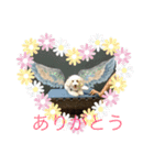 トイプードル・マロンちゃん（個別スタンプ：5）