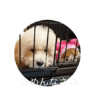 トイプードル・マロンちゃん（個別スタンプ：7）