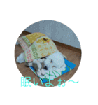 トイプードル・マロンちゃん（個別スタンプ：9）