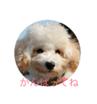 トイプードル・マロンちゃん（個別スタンプ：15）