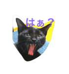 家猫ぶすかわ（個別スタンプ：1）